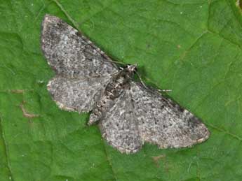 Pasiphila chloerata Mab. adulte - �Philippe Mothiron