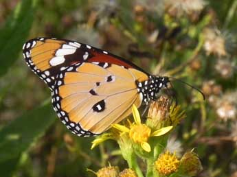 Danaus chrysippus L. adulte - �Philippe Mothiron