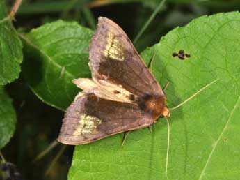 Diachrysia chryson Esp. adulte - �Philippe Mothiron