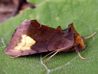 Diachrysia chryson Esp. adulte - �Daniel Morel