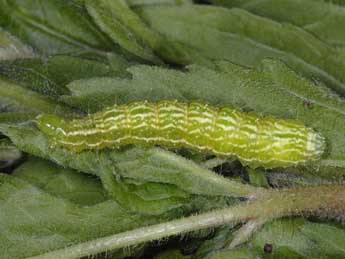  Chenille de Diachrysia chryson Esp. - �Wolfgang Wagner, www.pyrgus.de