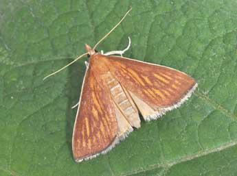 Nascia cilialis Hb. adulte - �Philippe Mothiron