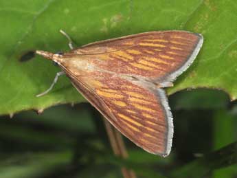 Nascia cilialis Hb. adulte - �Philippe Mothiron