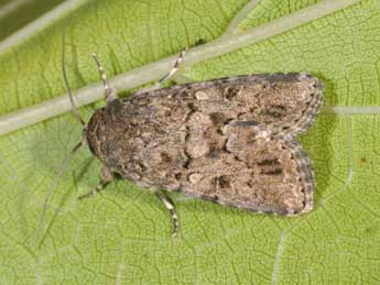 Spodoptera cilium Gn. adulte - �Philippe Mothiron
