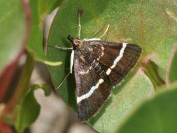 Pyrausta cingulata L. adulte - �Philippe Mothiron