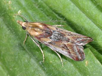 Ancylosis cinnamomella Dup. adulte - �Philippe Mothiron