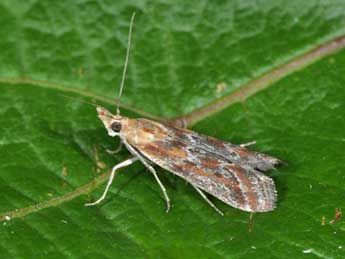 Ancylosis cinnamomella Dup. adulte - �Philippe Mothiron