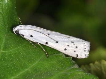 Myelois circumvoluta Frc. adulte - �Philippe Mothiron