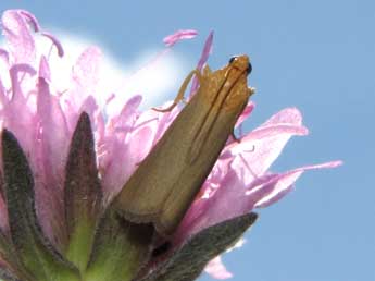 Eurhodope cirrigerella Zck. adulte - �Jean-Pierre Lamoline