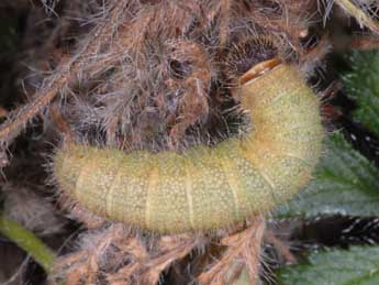  Chenille de Pyrgus cirsii Rbr - �Wolfgang Wagner, www.pyrgus.de