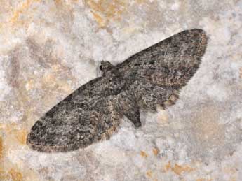Eupithecia cocciferata Mill. adulte - �Philippe Mothiron