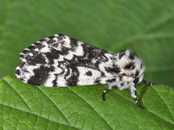 Panthea coenobita Esp. adulte - �Philippe Mothiron