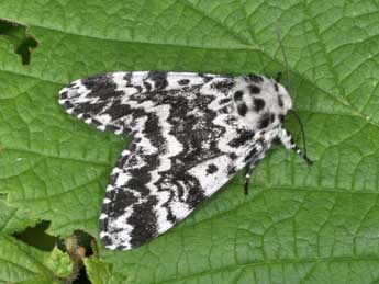 Panthea coenobita Esp. adulte - �Philippe Mothiron