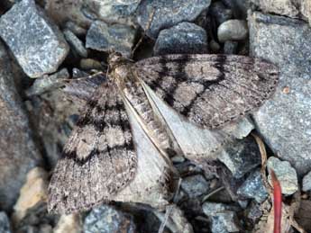 Thera cognata Thnbg adulte - �Daniel Morel