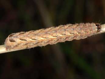  Chenille de Xestia collina Bsdv. - �Wolfgang Wagner, www.pyrgus.de