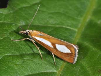 Catoptria conchella D. & S. adulte - �Philippe Mothiron
