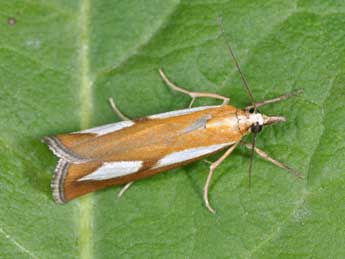 Catoptria conchella D. & S. adulte - �Philippe Mothiron