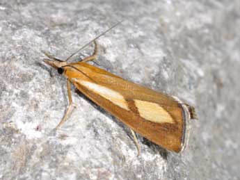 Catoptria conchella D. & S. adulte - �Philippe Mothiron