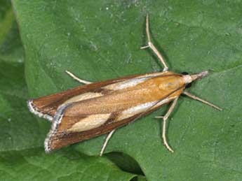 Catoptria conchella D. & S. adulte - �Philippe Mothiron