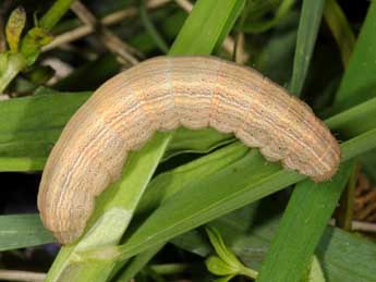 Chenille de Mythimna congrua Hb. - �Wolfgang Wagner, www.pyrgus.de
