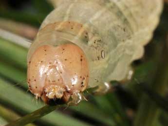  Chenille de Mythimna congrua Hb. - �Wolfgang Wagner, www.pyrgus.de
