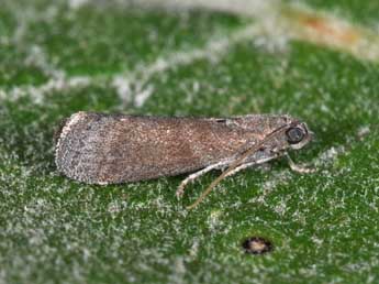 Assara conicolella Const. adulte - �Philippe Mothiron