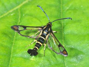 Synanthedon conopiformis Esp. adulte - �Philippe Mothiron