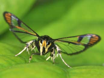 Synanthedon conopiformis Esp. adulte - �Philippe Mothiron