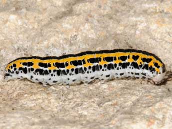  Chenille de Hadena consparcatoides Schaw. - �Wolfgang Wagner, www.pyrgus.de