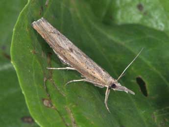 Pediasia contaminella Hb. adulte - �Philippe Mothiron