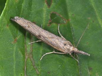 Pediasia contaminella Hb. adulte - �Philippe Mothiron