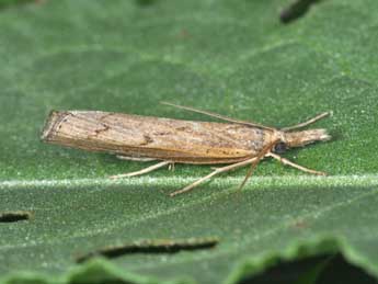 Pediasia contaminella Hb. adulte - �Philippe Mothiron