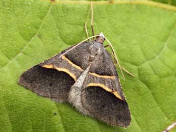 Perigune convergata Vill. adulte - �Daniel Morel