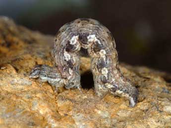  Chenille de Perigune convergata Vill. - �Wolfgang Wagner, www.pyrgus.de