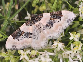 Protorhoe corollaria H.-S. adulte - �Claude Colomb