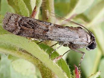 Phycita coronatella Gn. adulte - �Friedmar Graf