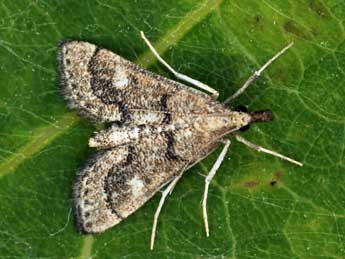 Metasia corsicalis Dup. adulte - �Daniel Morel