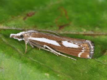 Catoptria corsicellus Dup. adulte - �Philippe Mothiron