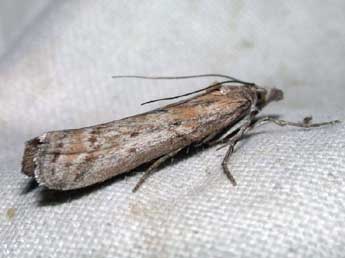 Delplanqueia cortella Const. adulte - �Philippe Mothiron