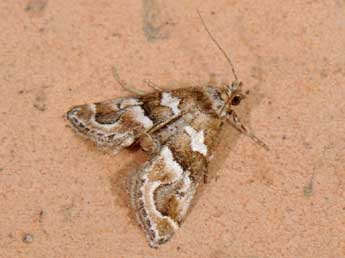 Hypotia corticalis D. & S. adulte - �Matthew Gandy