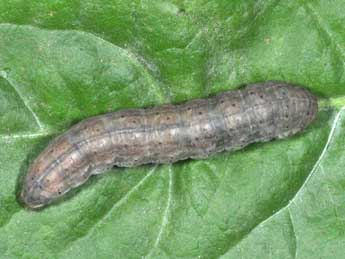  Chenille de Euxoa cos Hb. - �Philippe Mothiron