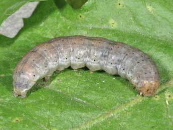  Chenille de Euxoa cos Hb. - �Philippe Mothiron