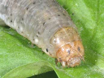  Chenille de Euxoa cos Hb. - �Philippe Mothiron