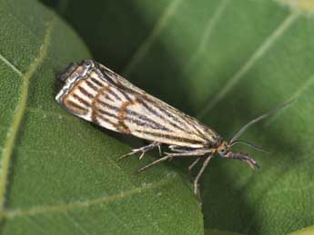 Chrysocramboides craterellus Scop. adulte - �Philippe Mothiron