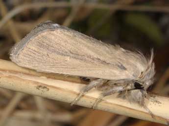 Sesamia cretica Led. adulte - �Wolfgang Wagner, www.pyrgus.de