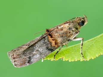 Trachonitis cristella D. & S. adulte - �Friedmar Graf