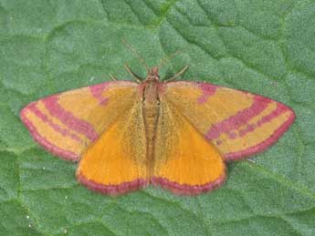 Lythria cruentaria Hfn. adulte - �Philippe Mothiron