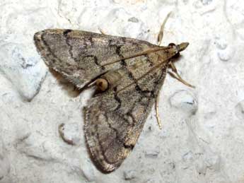 Metasia cuencalis Rag. adulte - �Jean-Pierre Lamoline