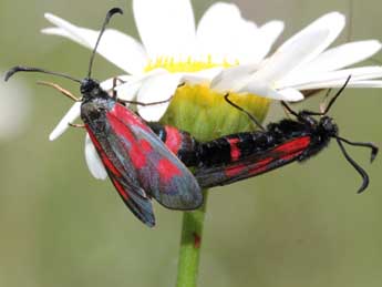 Zygaena cynarae Esp. adulte - �Emmanuel Ruiz