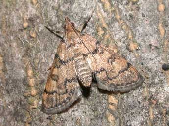 Metasia cyrnealis Schaw. adulte - �Philippe Mothiron